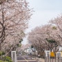 제주도 봄 여행 02.애월고등학교 벚꽃, 협재 맛집 듬삭한