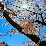 청풍벚꽃축제 연장 및 벚꽃날씨 안내