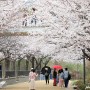 서울숲 벚꽃 만개 성수동 핫플 서울숲 튤립 개화시기