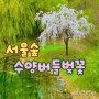 서울숲 벚꽃 실시간 꽃사슴방사장 수양버들 위치