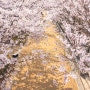 서울숲역 근처 놀거리 벚꽃 튤립 데이트코스 꽃사슴방사장 가는길 만개