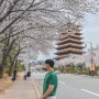 경주 황룡원 벚꽃 만개, 무료 주차 사진 찍는 장소