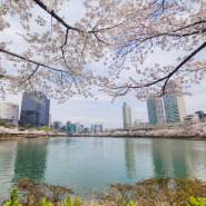 서울 벚꽃 명소 석촌 호수공원 벚꽃축제 일정 및 개화현황