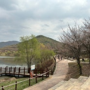 인천대공원 벚꽃 상황 실시간(24.04.04)