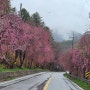 거창 수양벚꽃길 병곡계곡 4월3일 풍경
