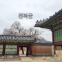 경복궁 살구나무 & 정독도서관 벚꽃 (2024. 04. 03)
