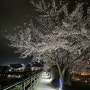 충북 벚꽃 만개한 오송호수공원 산책 연제저수지 구경