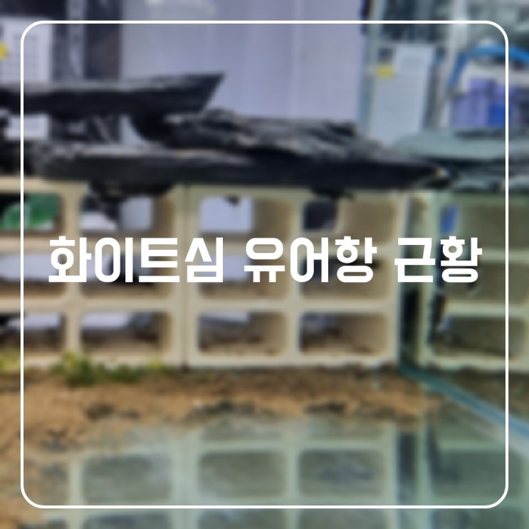 화이트심 유어항 근황 : 네이버 블로그