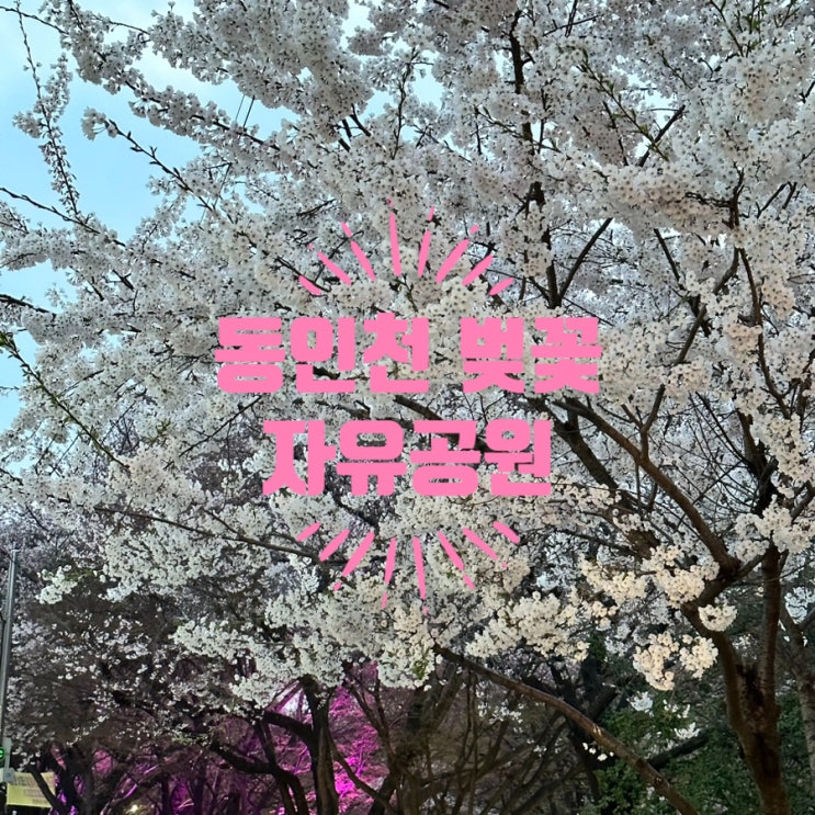 인천 자유공원 벚꽃 실시간 개화현황 야간 꽃구경 데이트...