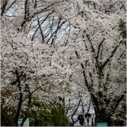 대전 벚꽃 명소 봄 힐링 데이트 주말 꽃구경 가볼 만한 곳 여행지 테미공원 벚꽃 개화시기