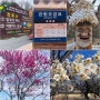 홍매화와 벚꽃 볼 겸 관광으로 다녀온 안동 하회마을 (+ 입장료)