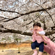 인천벚꽃명소 SK석유화학 벚꽃동산 4월4일 벚꽃개화 진행상황