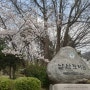 남산 벚꽃길 풍경, 남산도서관 숲 속 피크닉, 북크닉 세트 대여 방법 및 4월 행사