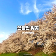서울 숨은 벚꽃 명소 안양천 벚꽃 실시간 추천 산책길