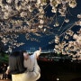 부산 벚꽃 야경 대저생태공원 낙동강 벚꽃길 라이트업 아기랑 제발 꼭 가세요!