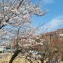 살며시 봄....(핸드폰에 꽃 사진이 많아진다는 것은..)