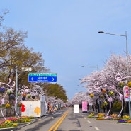 여의도 벚꽃축제 4월 8일까지 연장(4/4기준 개화상태)