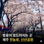 제주 전농로, 신산공원 벚꽃 만개 소식, 왕벚꽃