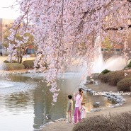 대전 벚꽃 명소 카이스트벚꽃 만개 벚꽃개화시기