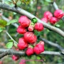 파주 둘레길: 문산 당동리 산림공원(여우고개에서 문산 고등학교 코스) 제비꽃 명자나무꽃