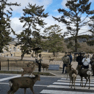 오사카 나라 당일치기 사슴공원 가는법 (짐보관)