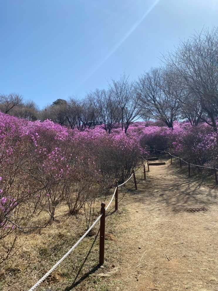 부천 원미산 진달래 축제, 아이랑 갈만한 곳. 그리고 영취산...