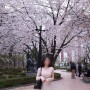 잠실 석촌호수 벚꽃 4월 3일 실시간, 포토스팟, 맛집 찐후기
