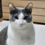 [집사일기]고양이 변비 파이보 쉽게 먹이는 방법! (믹서기 없어도 되요!)