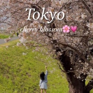 도쿄 근교여행 벚꽃과 기찻길 함께 볼 수 있는 숨은명소 노보리토역