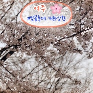 여주 벚꽃 축제 개화상황 4월4일 기준 + 진달래