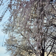 봄꽃이 탄천에 활짝 개나리 진달래꽃 벚꽃나무가 흐드러져~