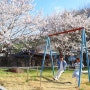 전남 구례 벚꽃 숨은 명소, 실시간 cctv 확인하는법!