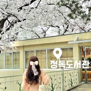서울 숨겨진 벚꽃명소 정독도서관 벚꽃 만개