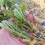 땅두릅(독활) 모종 두릅나무 묘목심기 수확시기 가지치기 재배 방법