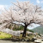 [4년 전 오늘] 남해가볼만한곳 한국의 아름다운 길 남해벚꽃명소 왕지벚꽃길 드라이브추천