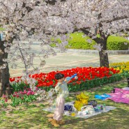 김해 연지공원 벚꽃 튤립 피크닉 즐기기 좋아요 주차 정보
