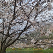 광주근교벚꽃 화순동구리 호수공원 아이랑 소풍(놀이터팁)