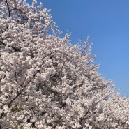 예쁜 작은 정원이 있는 영등포 타임스퀘어 & 2년 연속 봄 꽃놀이하러 간 양재천