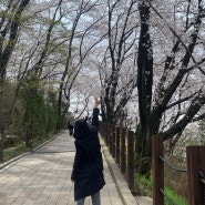 대전 벚꽃 명소 테미공원 다녀왔어요