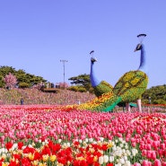 봄꽃축제로 여기 어때? 태안의 봄을 대표하는 축제 3가지!