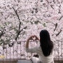 아눅 앞산 대구 벚꽃 명소 카페 만개한 포토존 후기