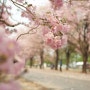 서경대학교 근처, 성북구 벚꽃 스팟을 알아봅시다!