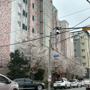 24년 4월 경남 진해 양산 꽃축제 주자 행사 정보