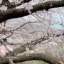 [밀양] 삼랑진 벚꽃 명소, 안태호