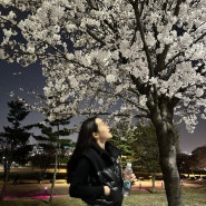 여의도 윤중로 벚꽃축제 여의나루역 개화 현상황, 차량통제 주차정보, 주말 후기