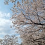 북서울꿈의숲 벚꽃 명소 전망대 서울 봄 나들이 갈만한곳 추천