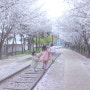 대구 숨은 벚꽃 명소 실시간 방촌동 벚꽃 철길 해안동 아기랑 갈만한곳