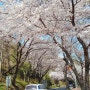 [5년 전 오늘] 남해여행(1)한국의 아름다운길 남해벚꽃명소 설천왕지벚꽃길 반려견 토비와 함께한 여행
