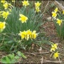 [솔향기마을농원]에도 4월이 되니 봄꽃이 피어 납니다.