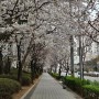 서울 벚꽃. 숨겨진 벚꽃 명소 , 공덕 푸르지오 상가 근처